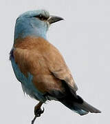 European Roller