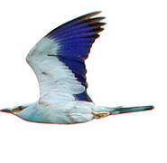 European Roller