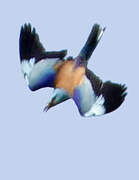 European Roller