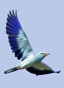 European Roller