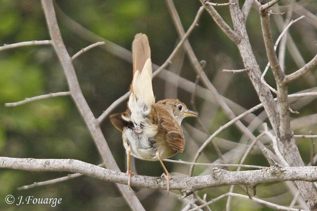 Common Nightingaleadult, Behaviour