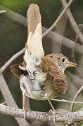 Common Nightingale