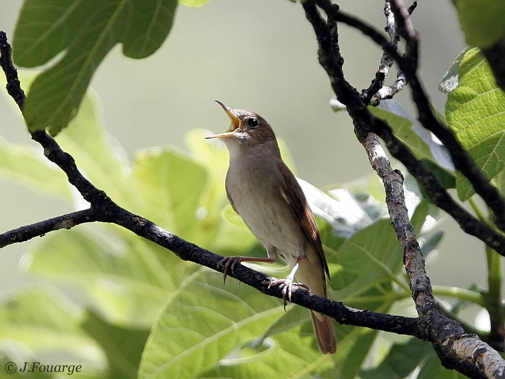 Common Nightingale male adult