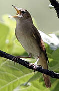 Common Nightingale