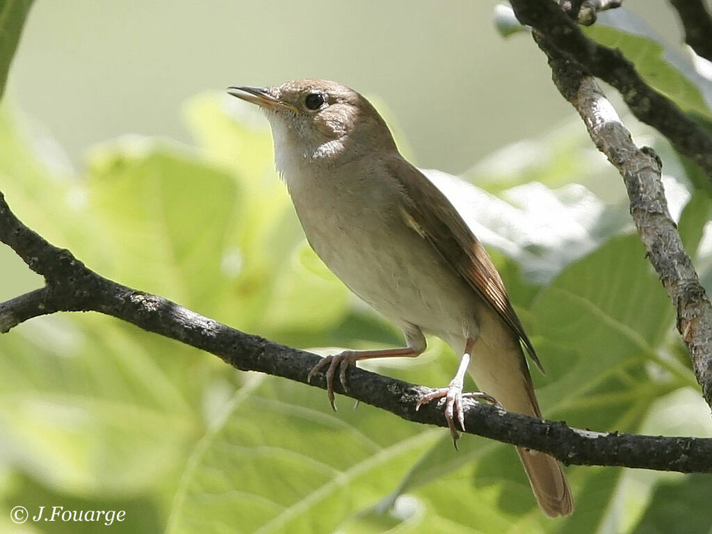 Common Nightingale male adult