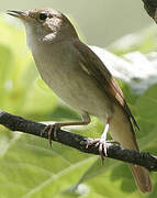 Common Nightingale