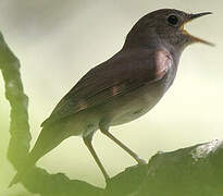 Common Nightingale