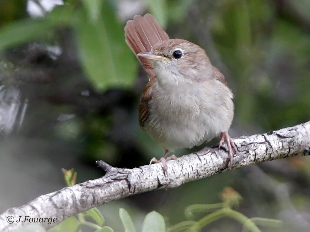 Common Nightingale