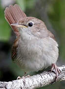 Common Nightingale