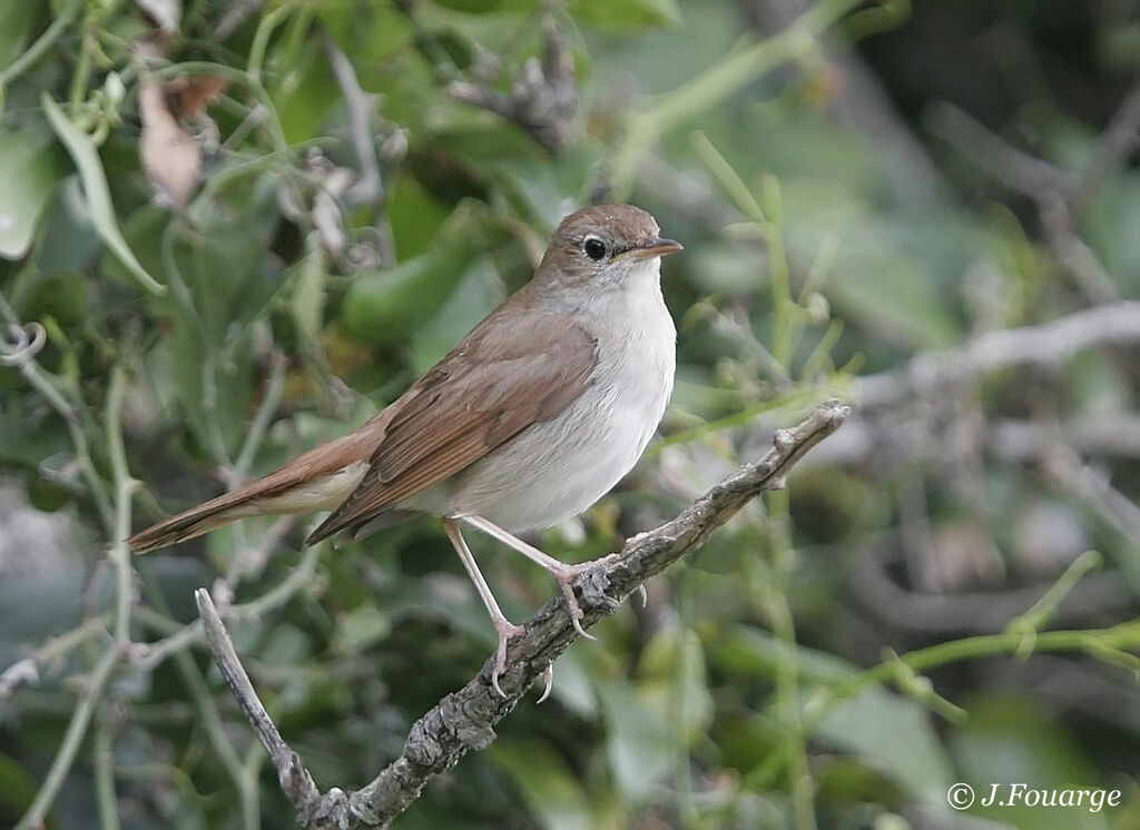 Common Nightingale male adult