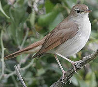 Common Nightingale