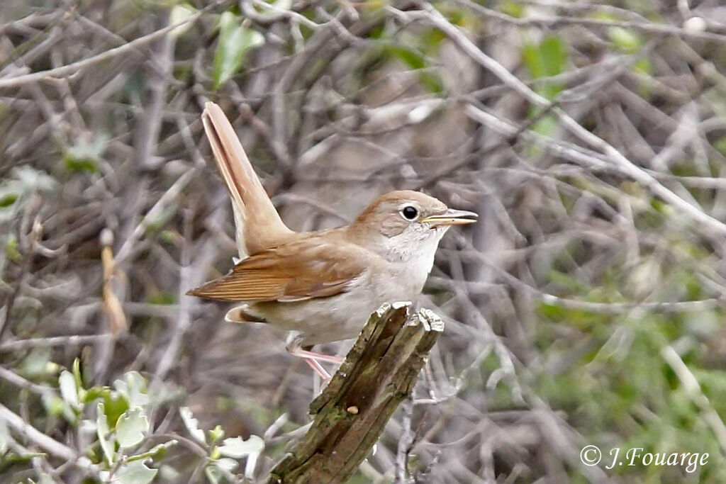 Common Nightingale male adult