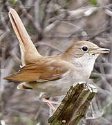 Common Nightingale