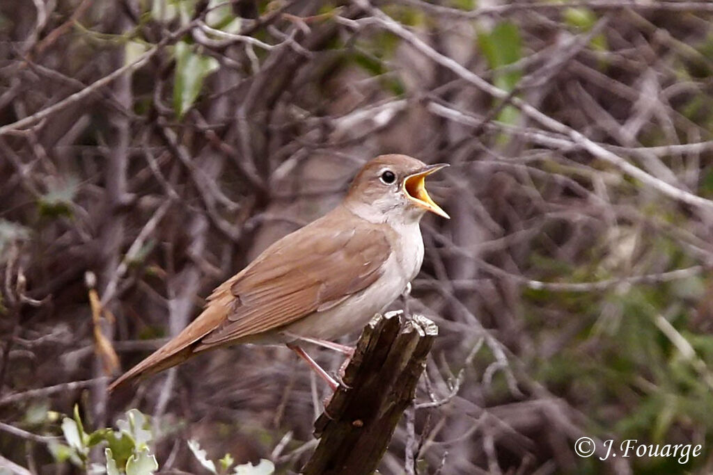 Common Nightingale