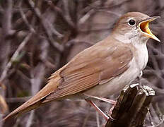 Common Nightingale