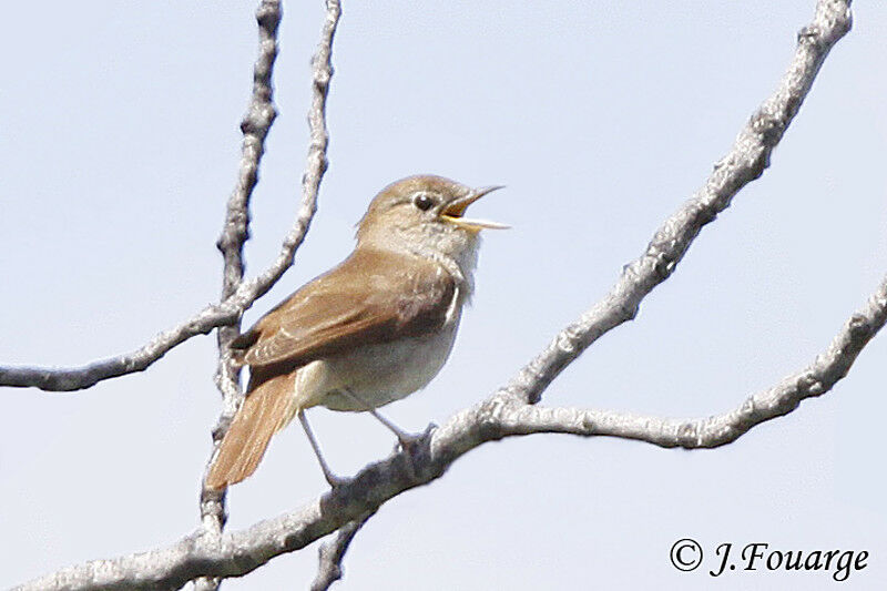 Common Nightingale male adult, song, Behaviour