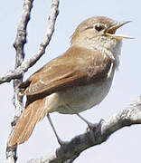 Common Nightingale