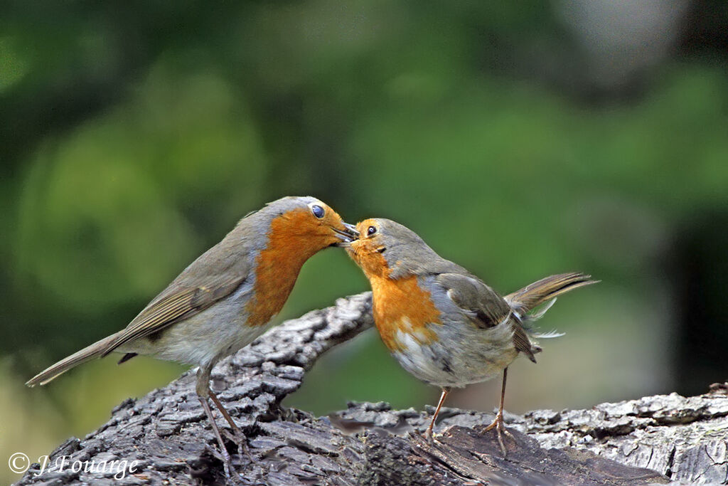 European Robin adult, Behaviour