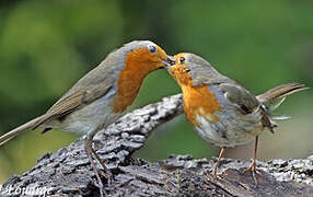 European Robin