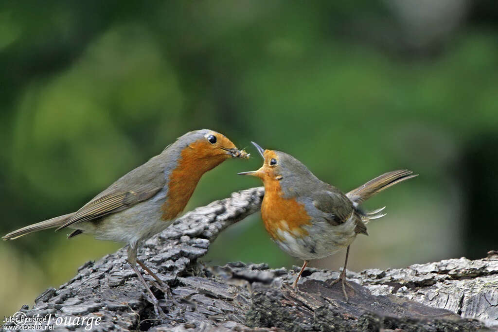 European Robinadult, courting display, Behaviour