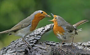 European Robin