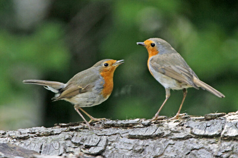 European Robin adult, Reproduction-nesting, Behaviour