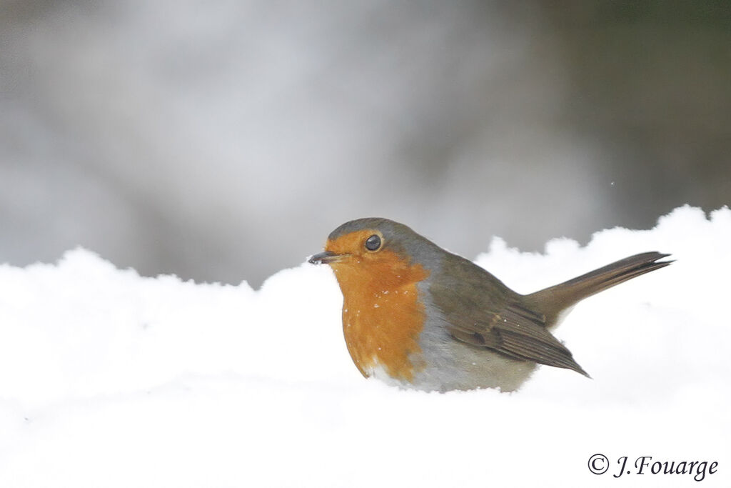 European Robin