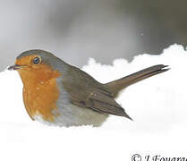 European Robin