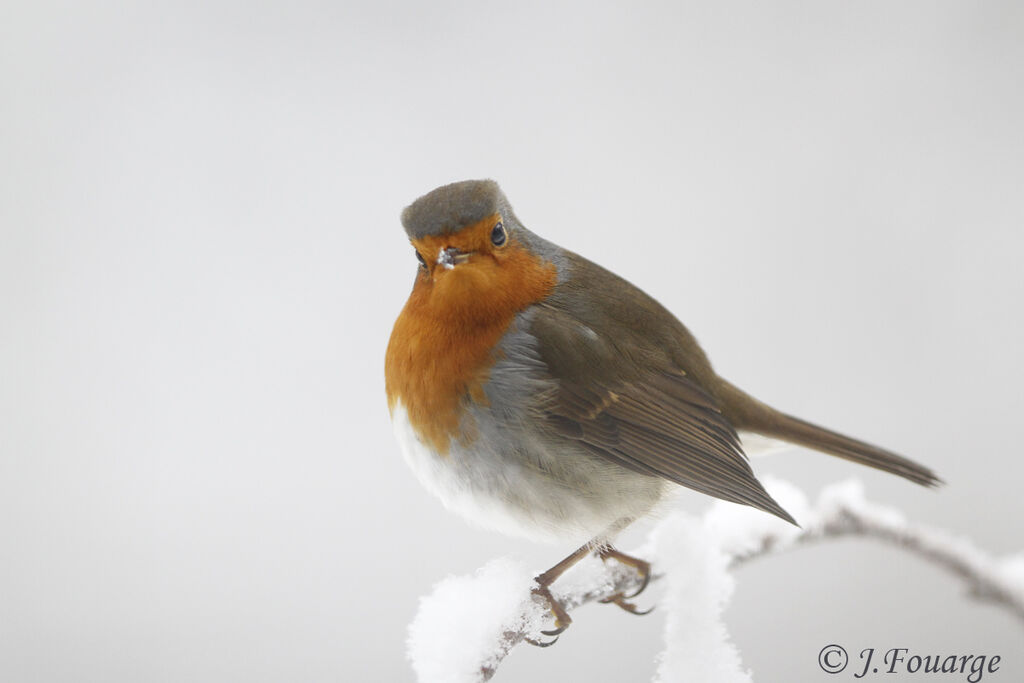 European Robinimmature