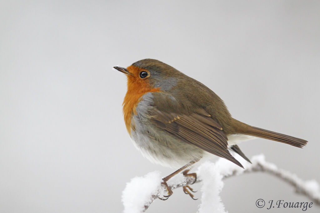 European Robinimmature