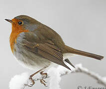 European Robin