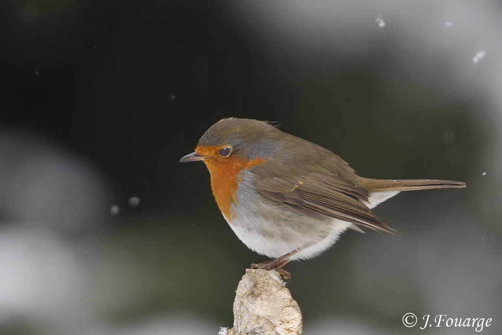 European Robinimmature, identification