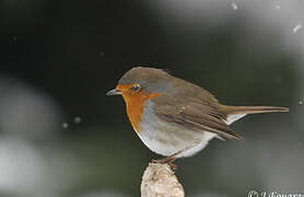 European Robin