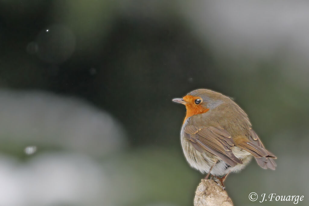 European RobinFirst year, identification