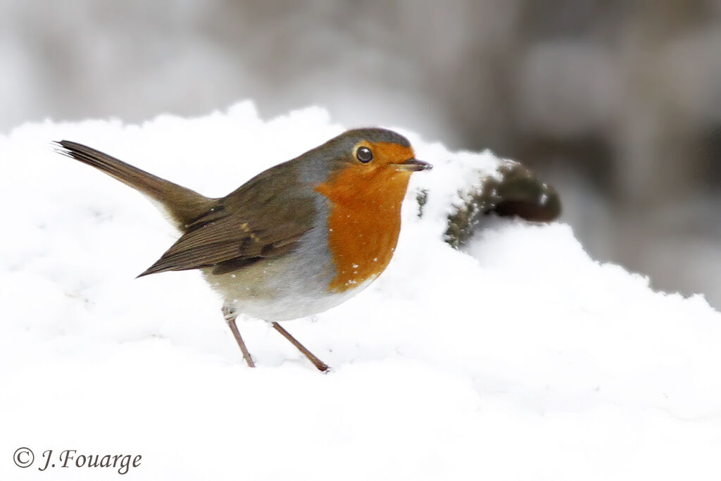 European Robin male First year