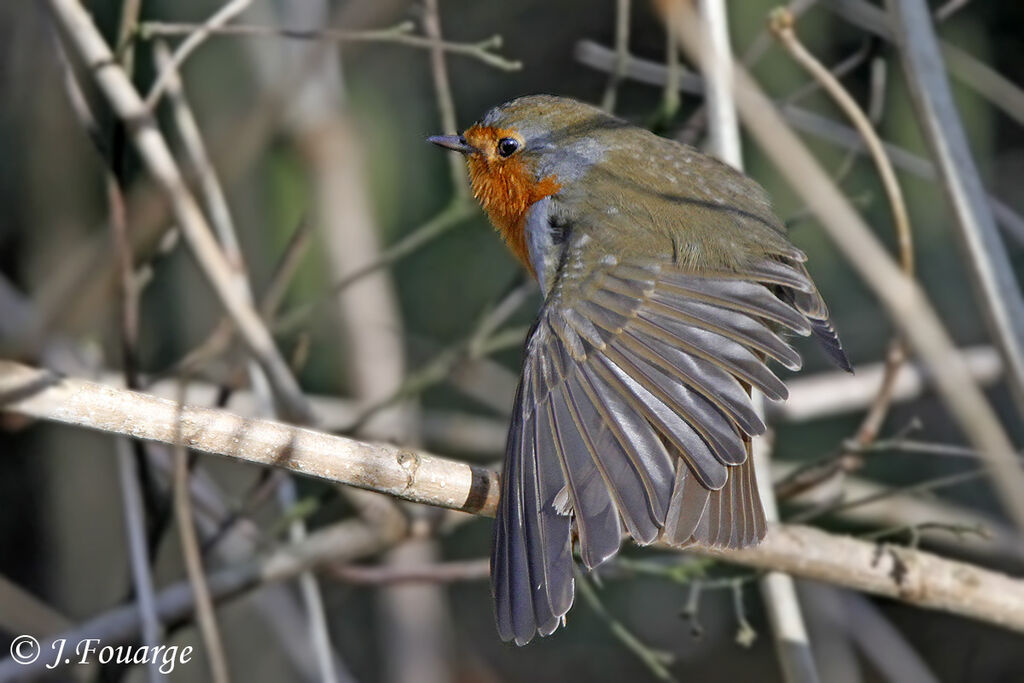 European Robin