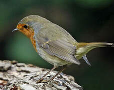 European Robin