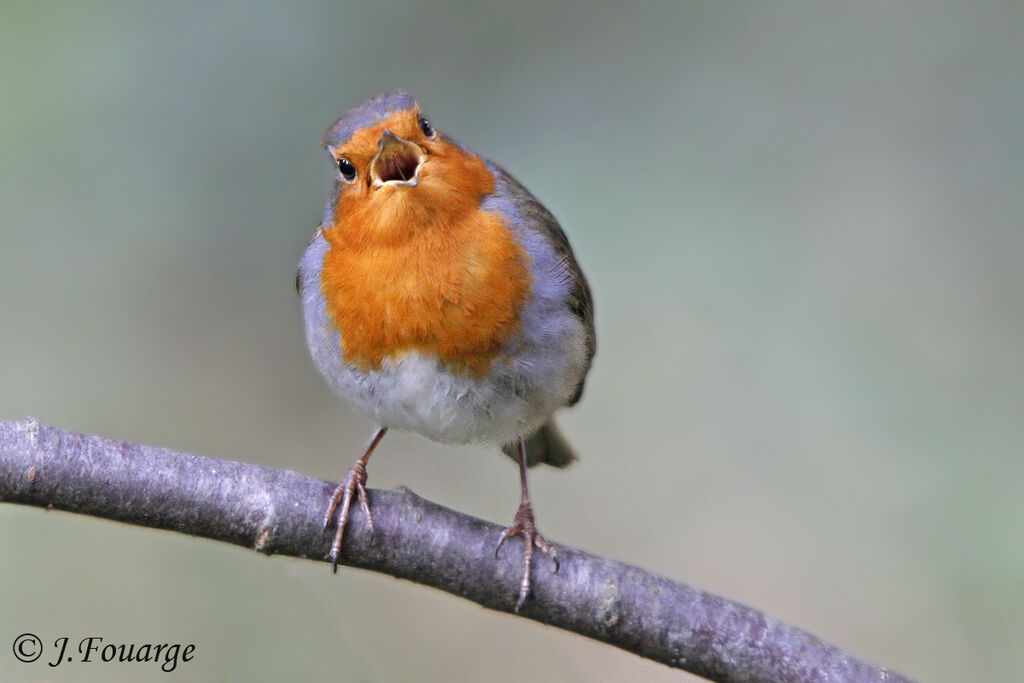 Rougegorge familier, identification, chant