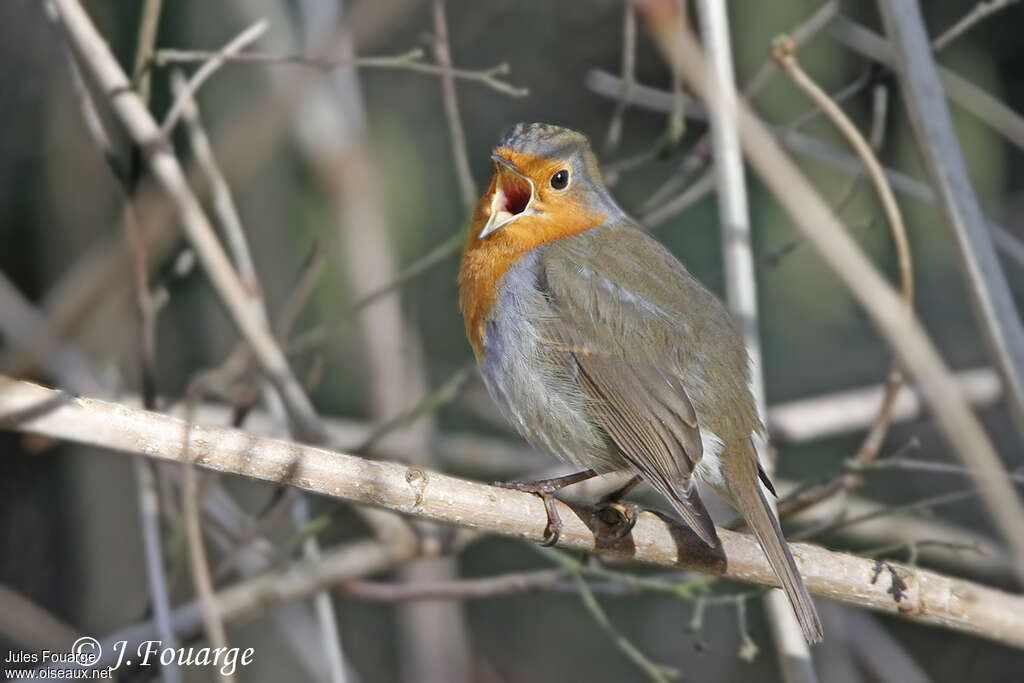 European Robin male Second year, song, Behaviour