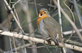 European Robin