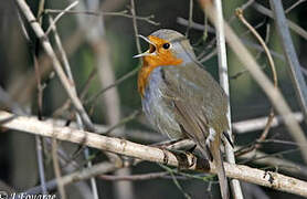 European Robin