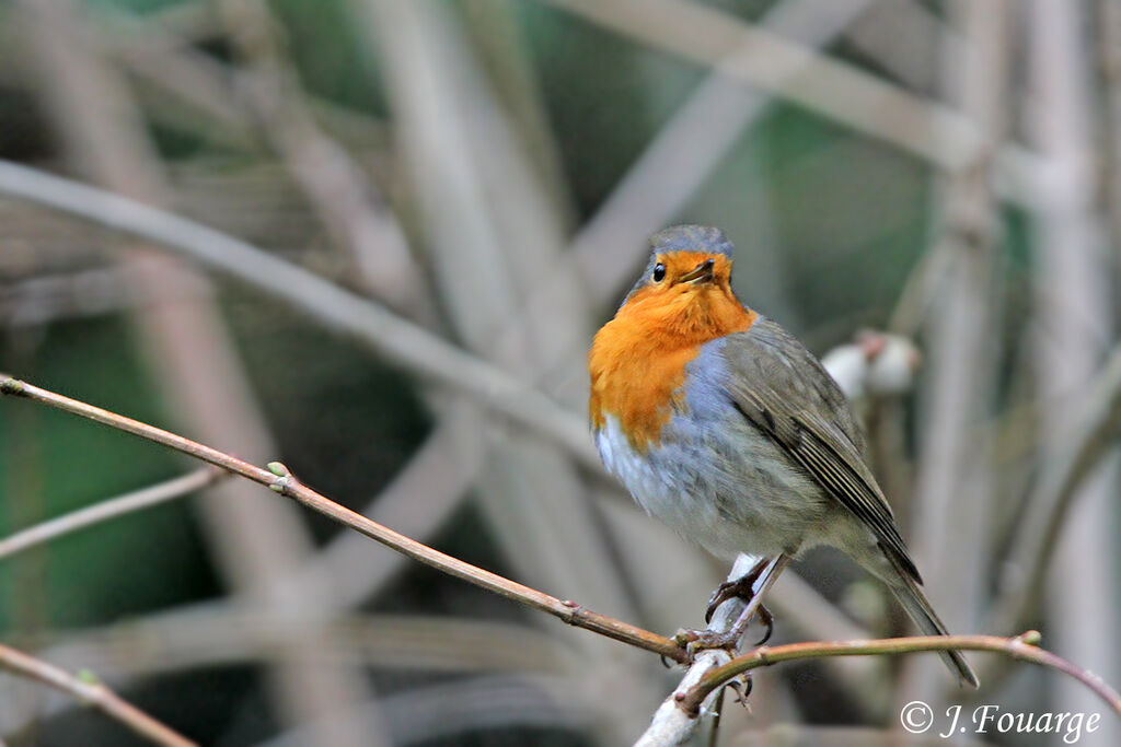 European Robinadult, song