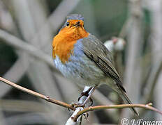 European Robin