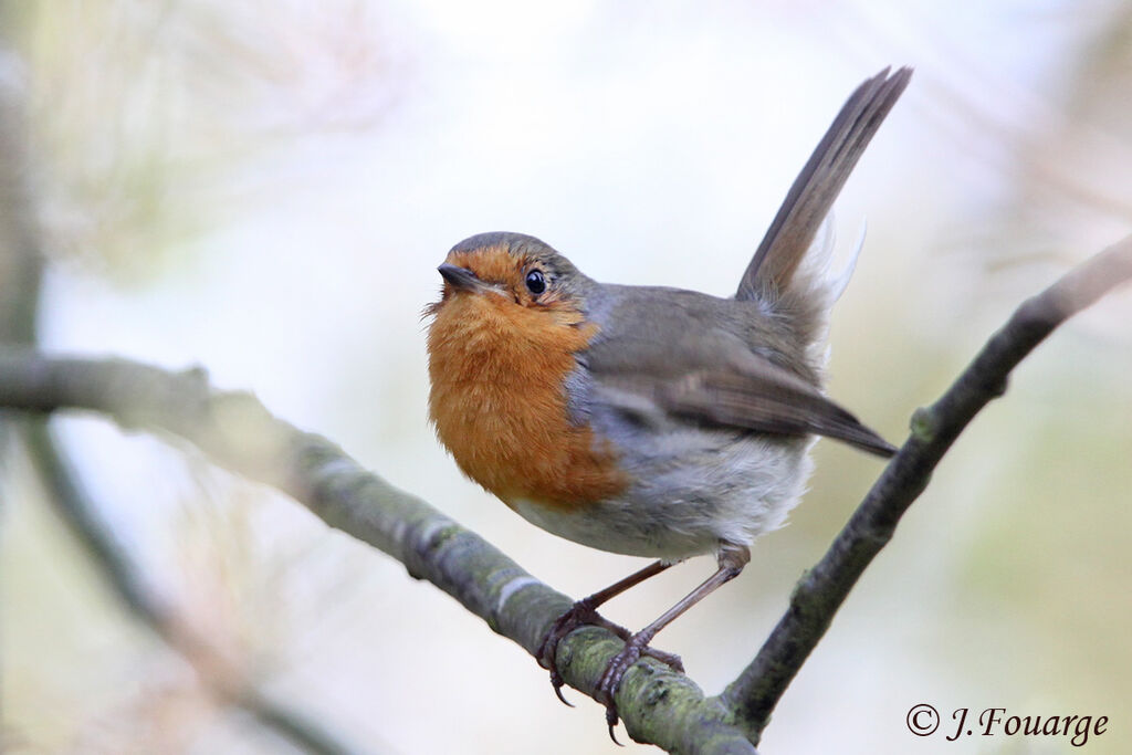 European Robin male adult, identification, Behaviour