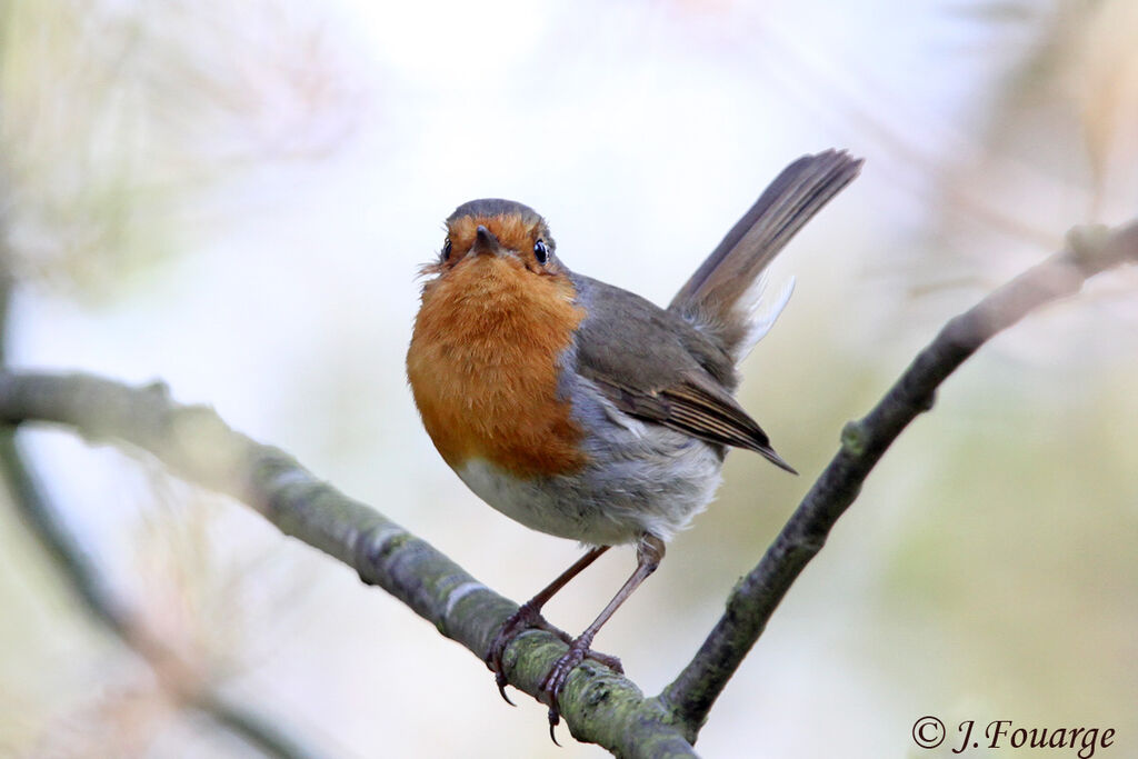 European Robin male adult, identification, Behaviour