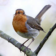 European Robin