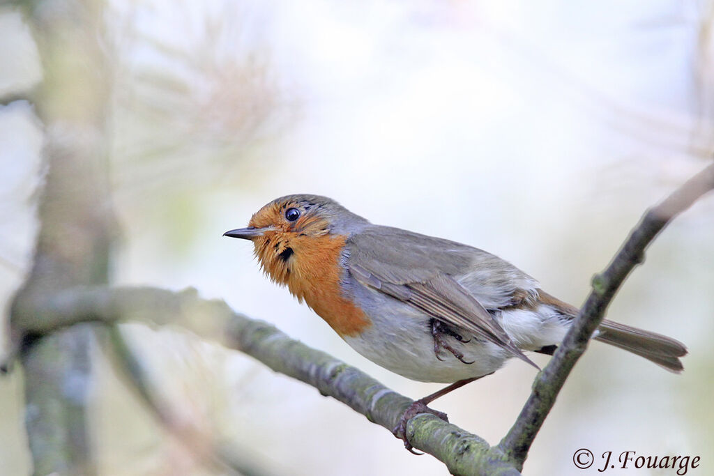 European Robin male adult, identification, Behaviour