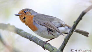 European Robin