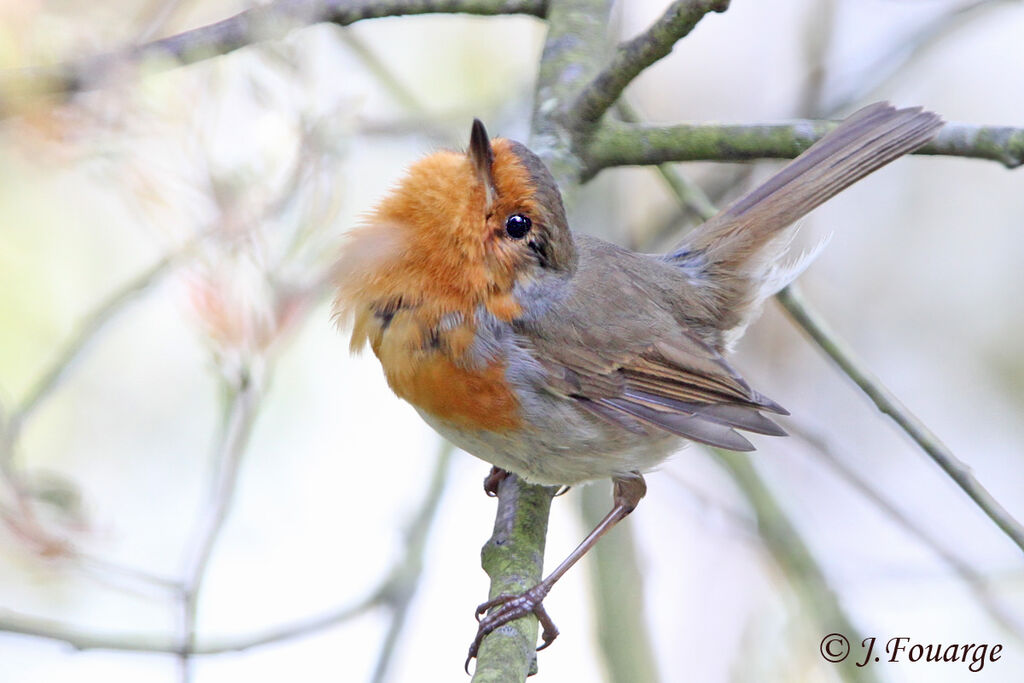 European Robin male adult, identification, Behaviour