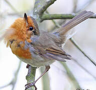 European Robin